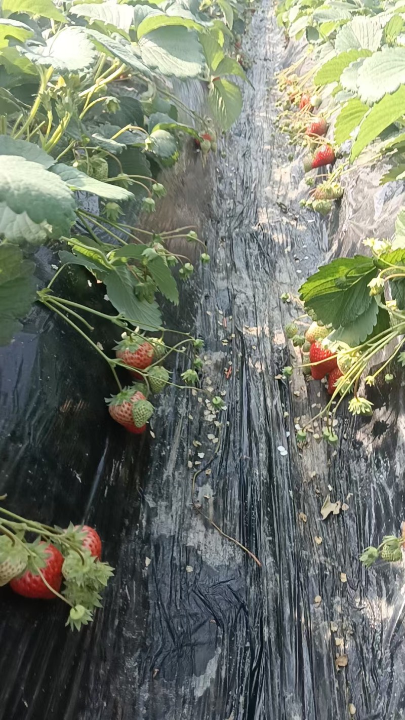 草莓批发