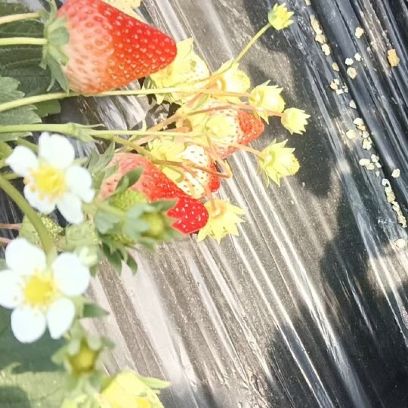 草莓批发