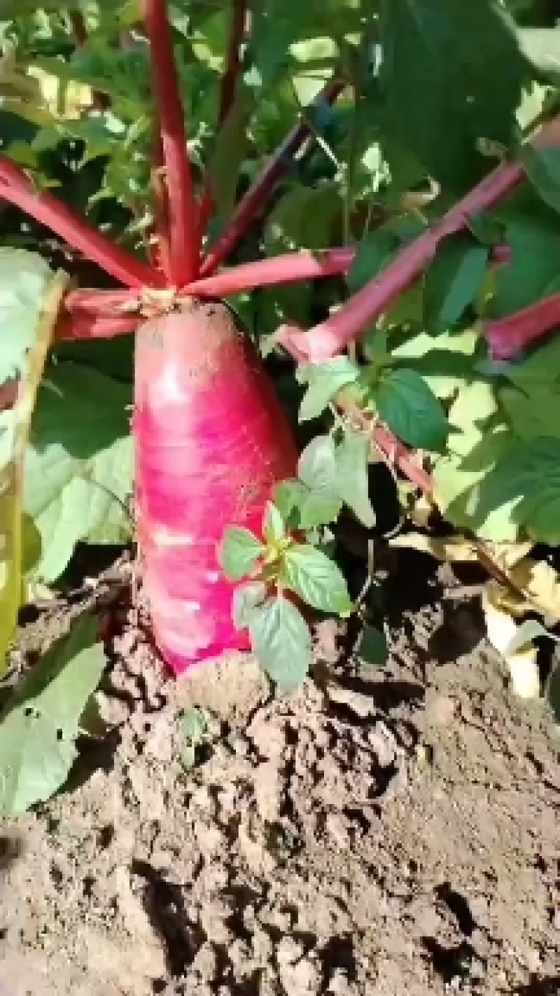 红皮萝卜