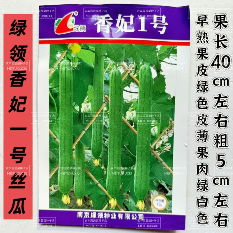 绿领香妃一号丝瓜种子早熟果实长棒形长丝瓜种子果实绿色不易