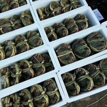 江苏南京高淳固城湖大闸蟹，满黄满膏，欢迎新老客户下单