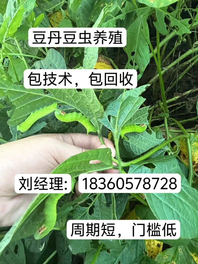 豆丹养殖豆虫饲养，门槛低，周期短，包技术，包回收。