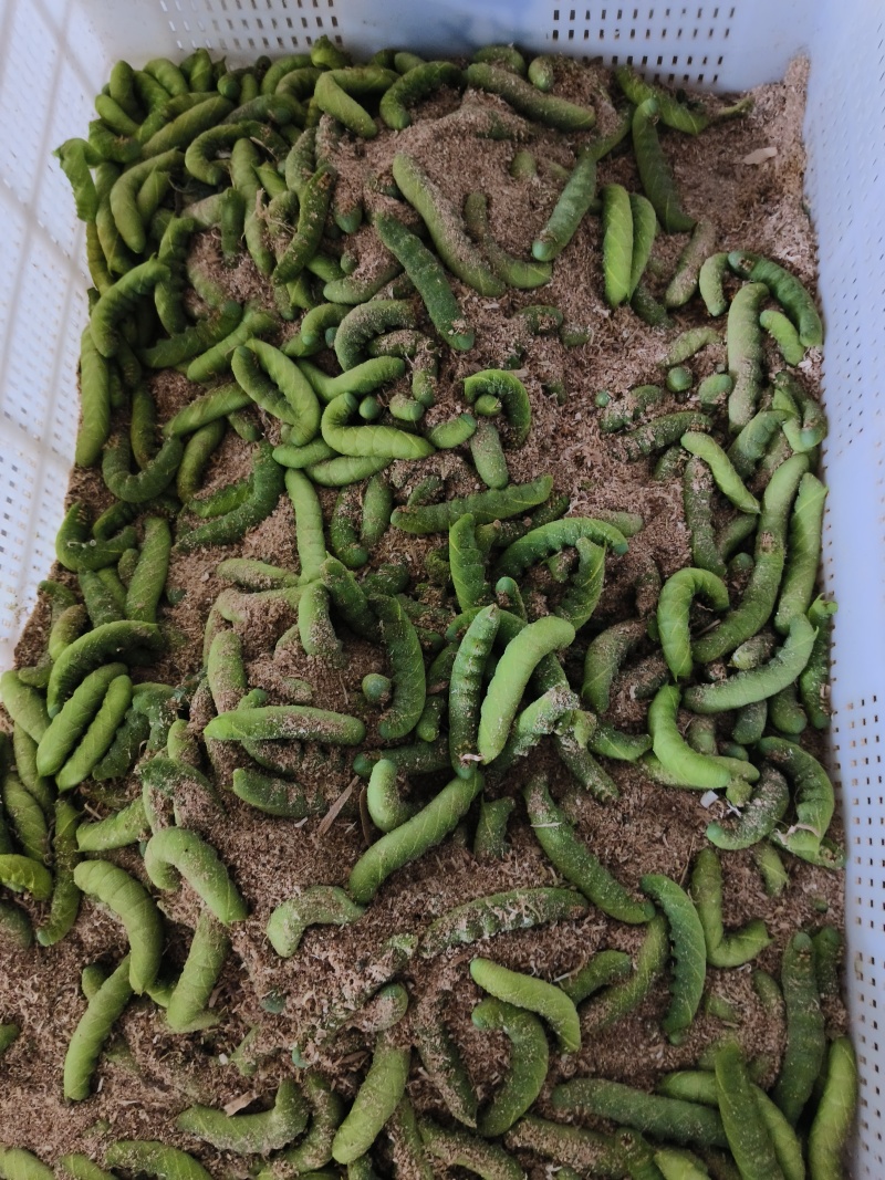 豆丹养殖豆虫饲养，门槛低，周期短，包技术，包回收。