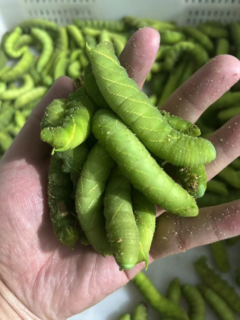 豆丹养殖豆虫饲养，门槛低，周期短，包技术，包回收。
