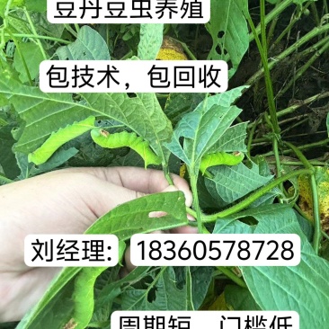 豆丹养殖豆虫饲养，门槛低，周期短，包技术，包回收。