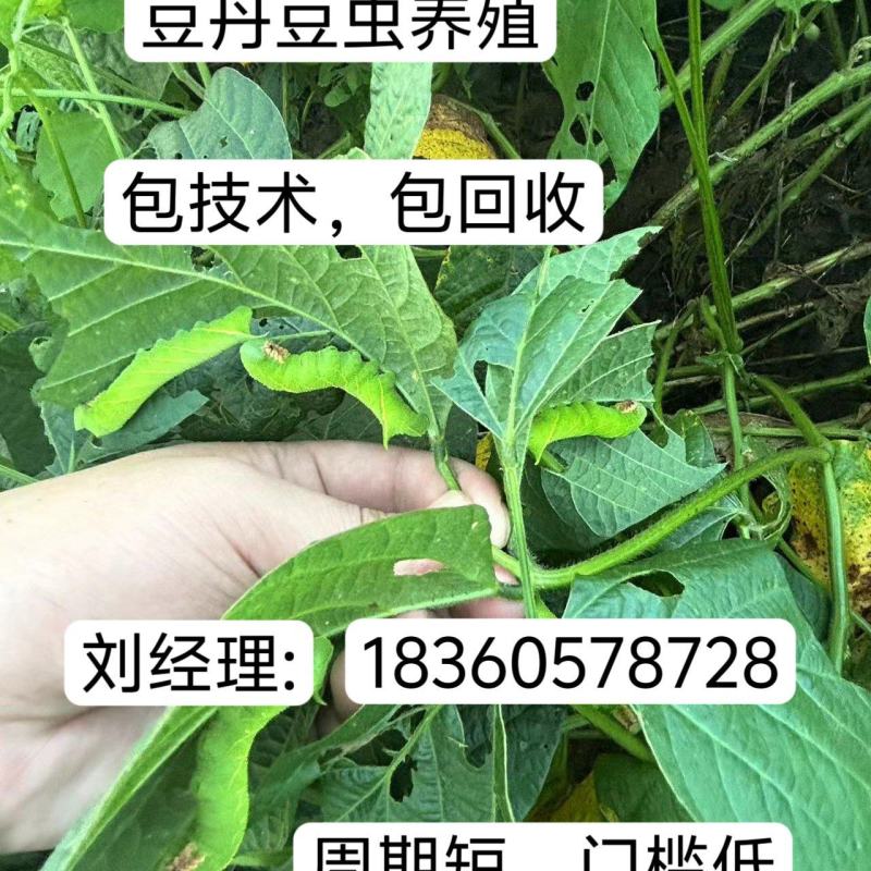 豆丹养殖豆虫饲养，门槛低，周期短，包技术，包回收。