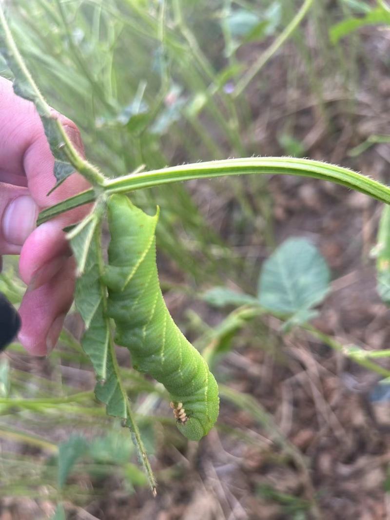 豆丹豆虫养殖，包技术，包回收，周期短，效益高
