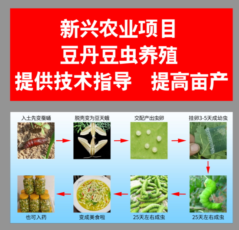 豆丹豆虫养殖，包技术，包回收，周期短，效益高