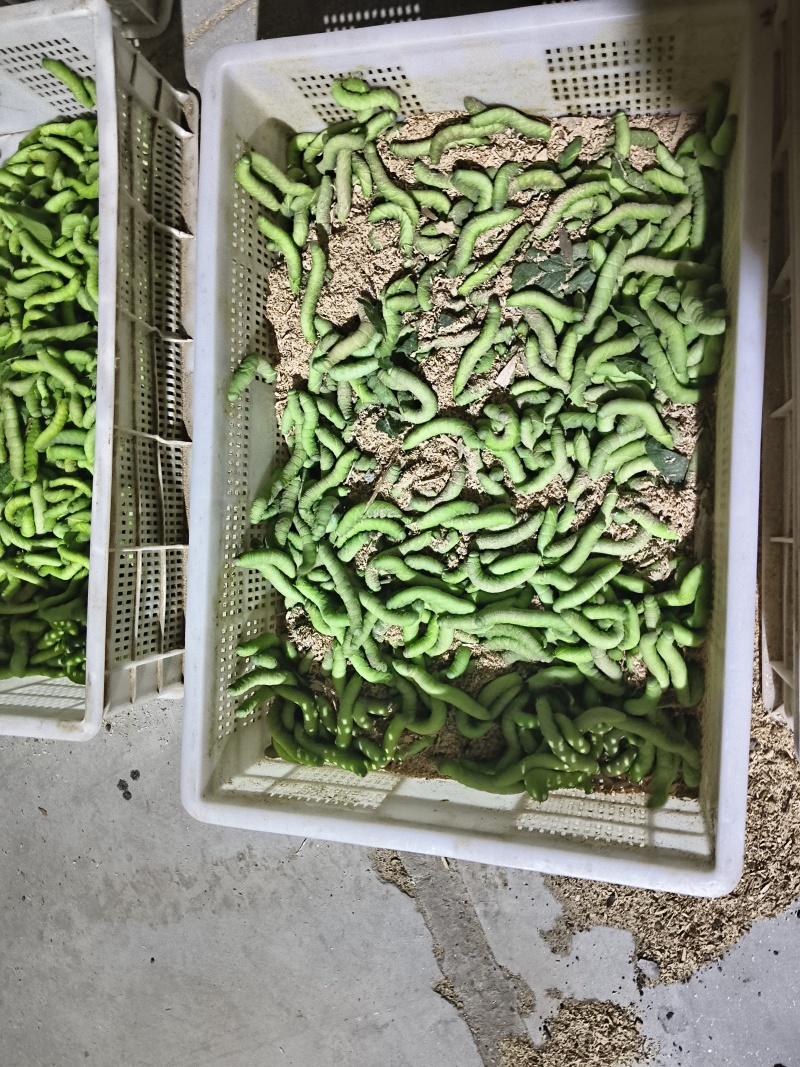 豆丹豆虫养殖，包技术，包回收，周期短，效益高