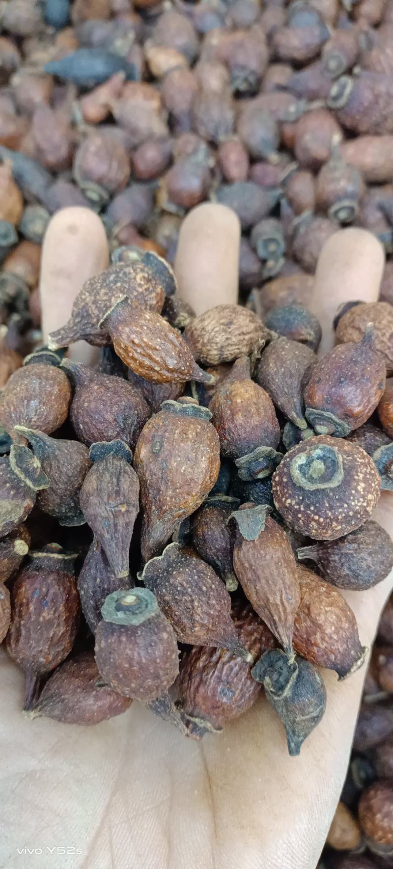 金樱子各种中药材名贵药材冷背药材批发实物拍摄无美颜