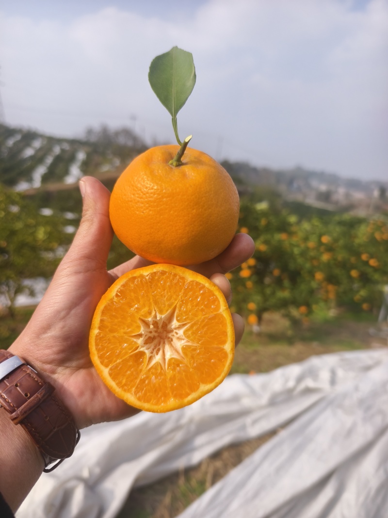 耙耙柑大量上市，春见耙的口感给质量不用担心，支持一件代发