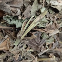 鱼腥草