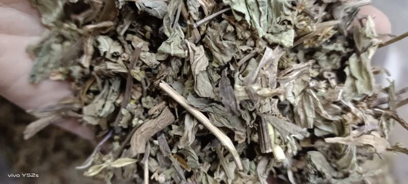 鱼腥草