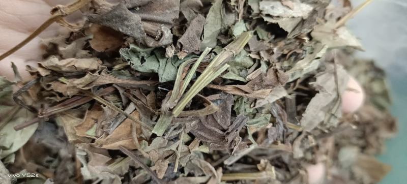 鱼腥草