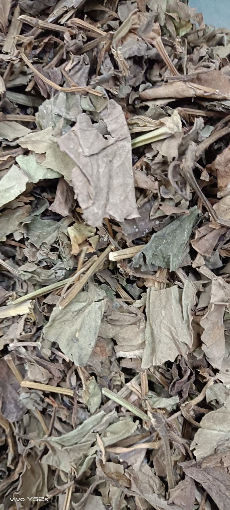 鱼腥草