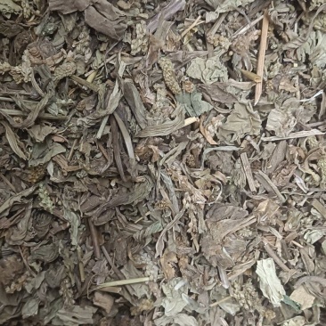 车前草实物拍摄天美价廉颜无虑镜放心下单