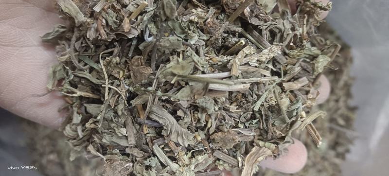 车前草实物拍摄天美价廉颜无虑镜放心下单