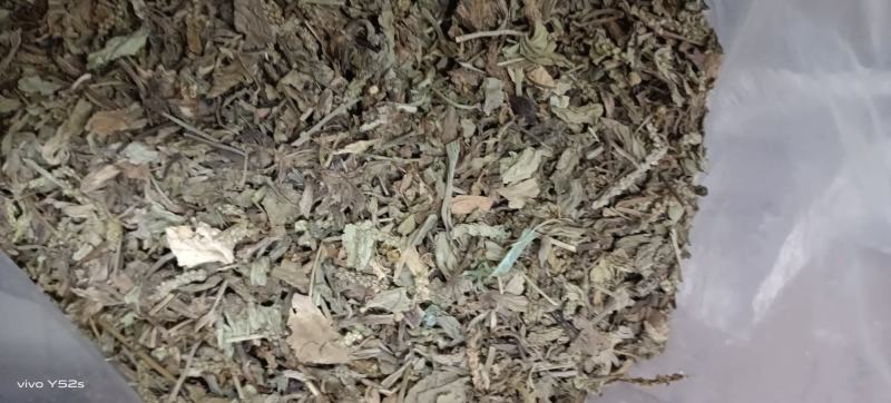 车前草实物拍摄天美价廉颜无虑镜放心下单