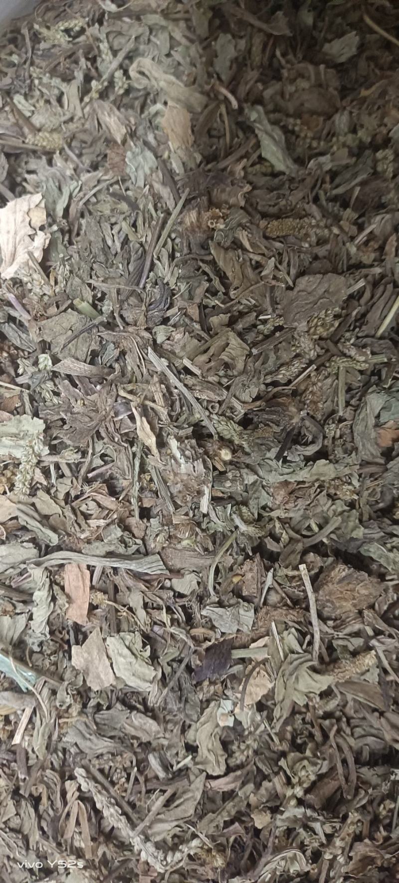 车前草实物拍摄天美价廉颜无虑镜放心下单