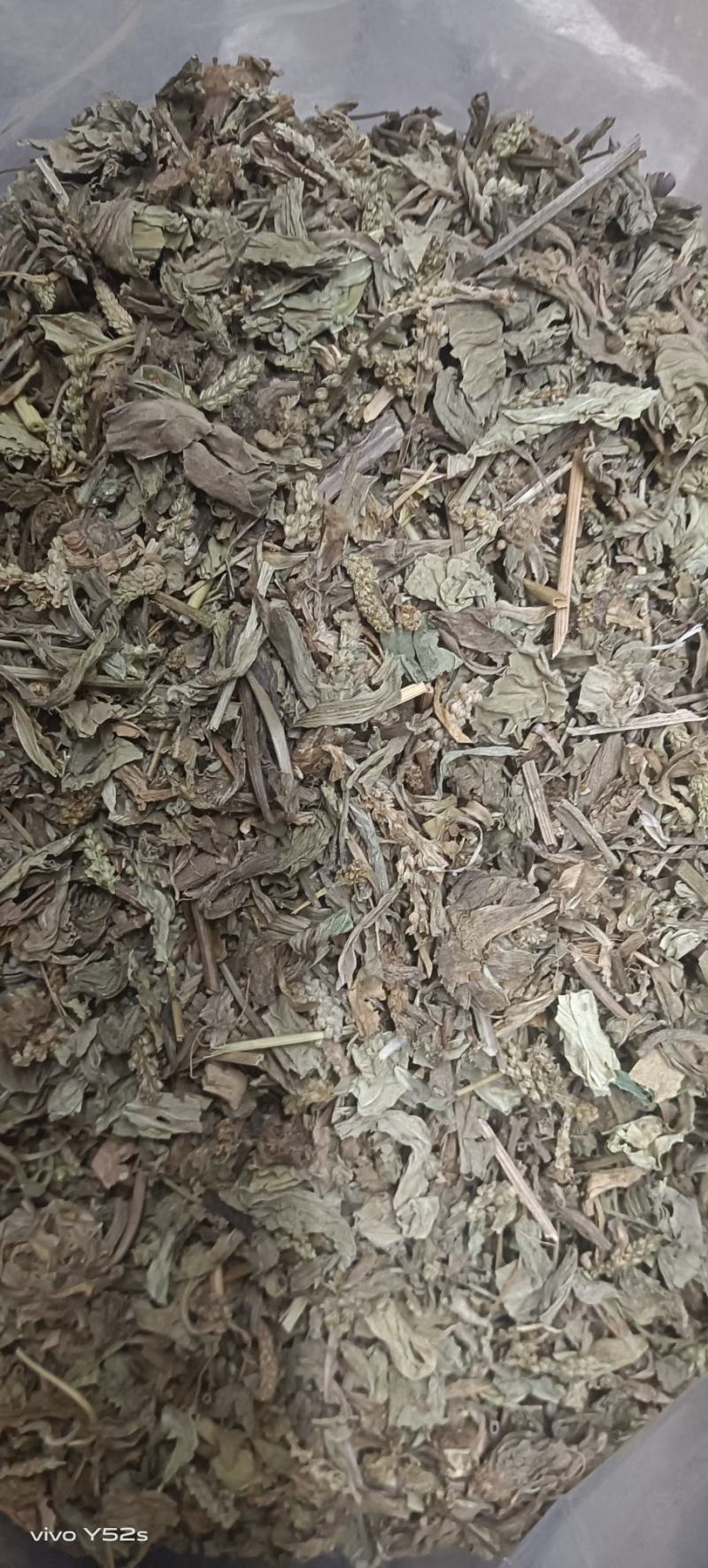 车前草实物拍摄天美价廉颜无虑镜放心下单