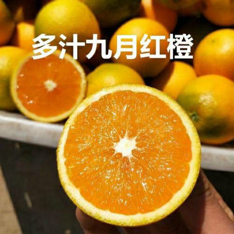 【精选】九月红脐橙湖北产区直发保质保量供货视频看货