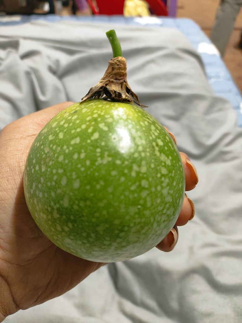 徐闻产钦蜜九号百香果，反季上市，每天现摘，每天有货