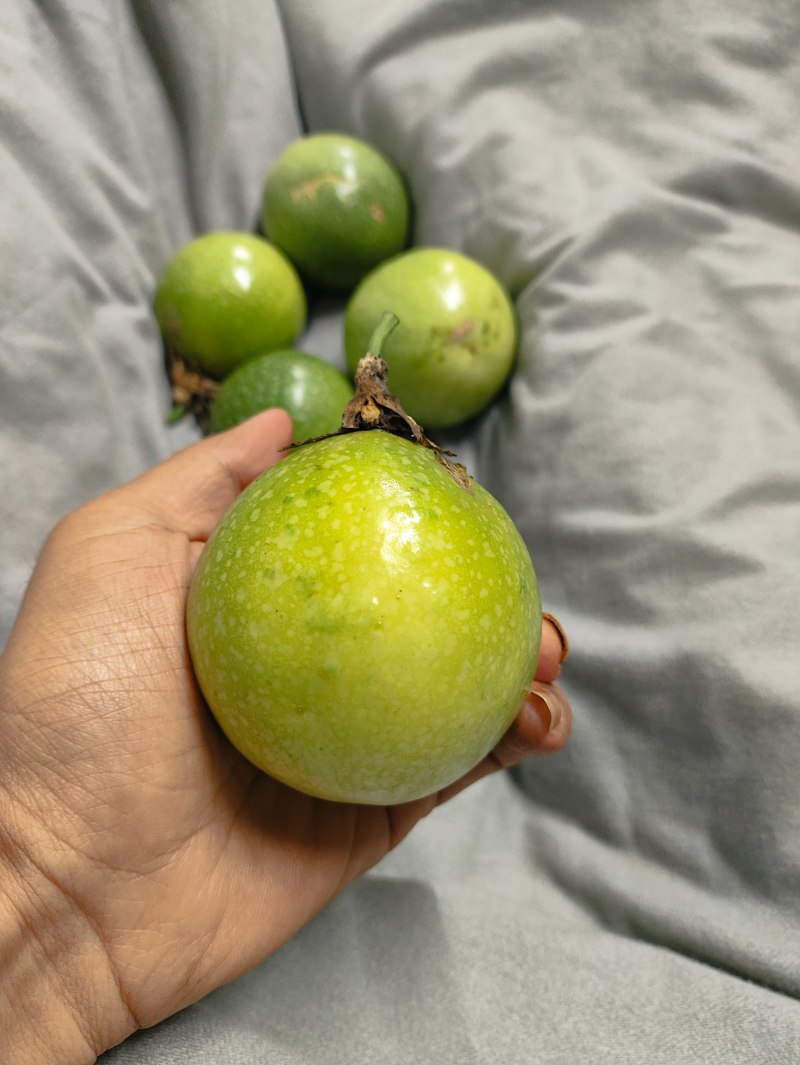 徐闻产钦蜜九号百香果，反季上市，每天现摘，每天有货