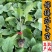 布利塔765绿萼紫长茄种苗50穴托鲁巴姆嫁接抗病强产量大