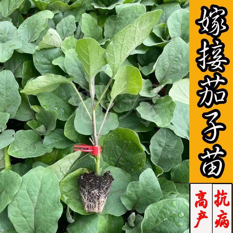 布利塔765绿萼紫长茄种苗50穴托鲁巴姆嫁接抗病强产量大