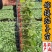 布利塔765绿萼紫长茄种苗50穴托鲁巴姆嫁接抗病强产量大