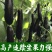 布利塔765绿萼紫长茄种苗50穴托鲁巴姆嫁接抗病强产量大
