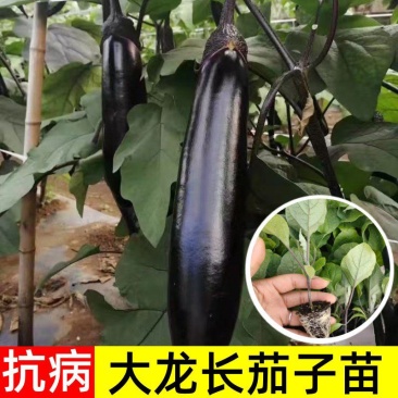 嫁接大龙长茄苗紫萼片紫长茄50穴托鲁巴姆嫁接抗病更强