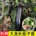嫁接大龙长茄苗紫萼片紫长茄50穴托鲁巴姆嫁接抗病更强