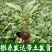 嫁接大龙长茄苗紫萼片紫长茄50穴托鲁巴姆嫁接抗病更强