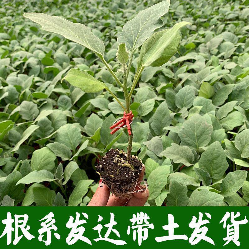 嫁接大龙长茄苗紫萼片紫长茄50穴托鲁巴姆嫁接抗病更强