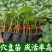 嫁接大龙长茄苗紫萼片紫长茄50穴托鲁巴姆嫁接抗病更强