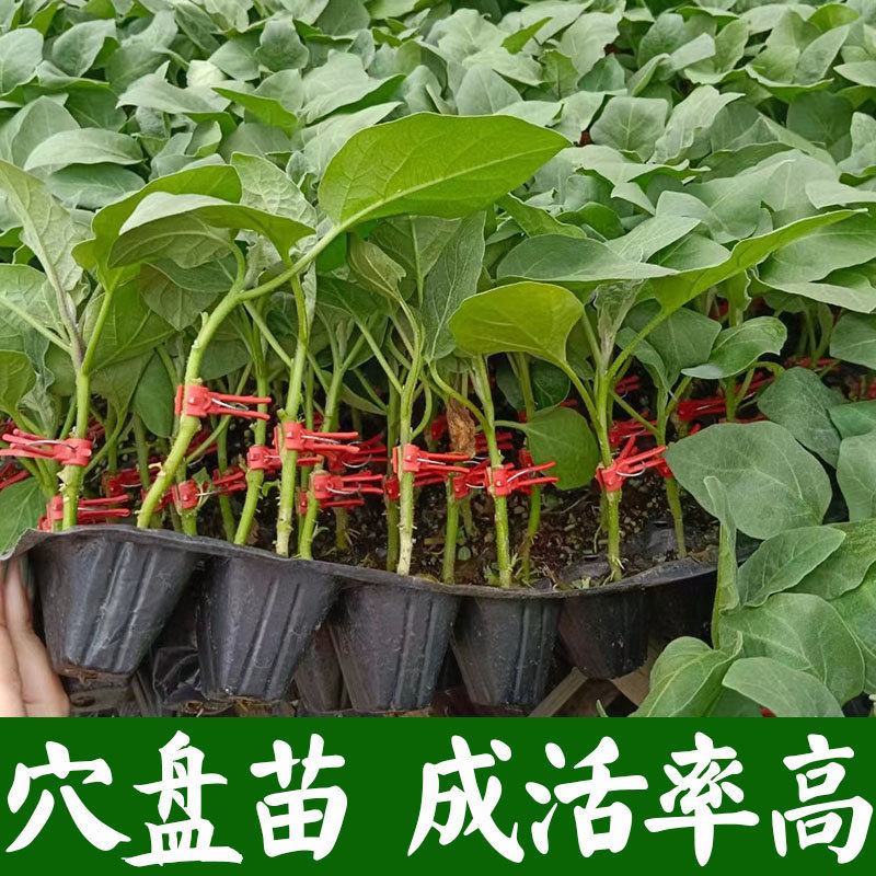 嫁接大龙长茄苗紫萼片紫长茄50穴托鲁巴姆嫁接抗病更强
