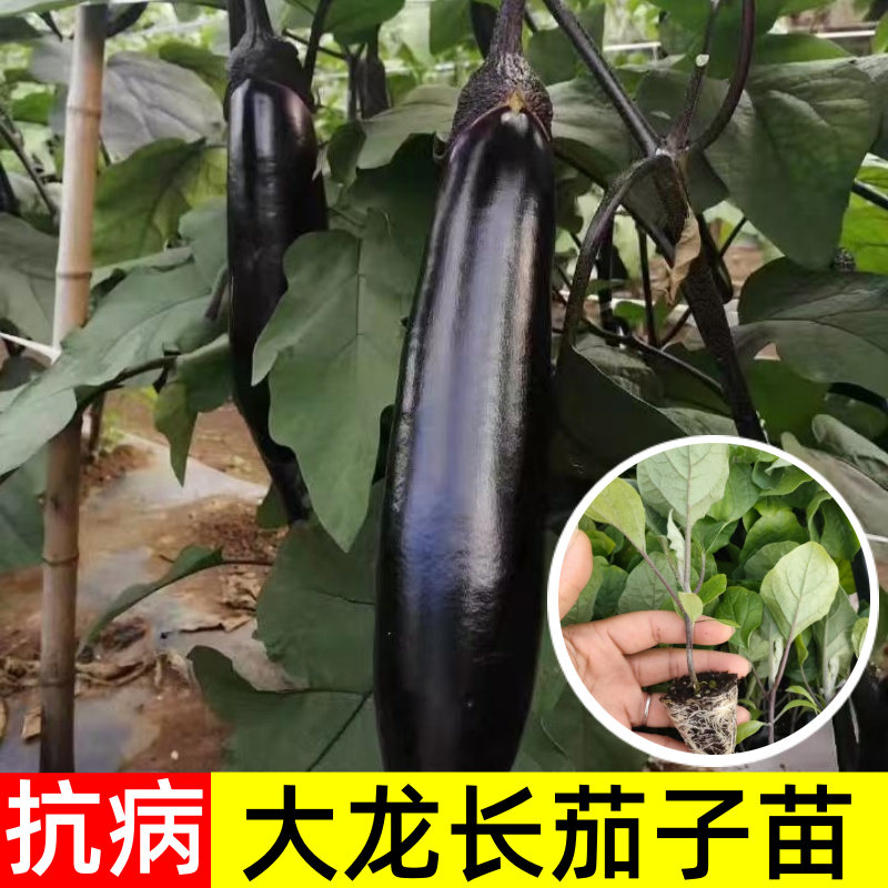 嫁接大龙长茄苗紫萼片紫长茄50穴托鲁巴姆嫁接抗病更强