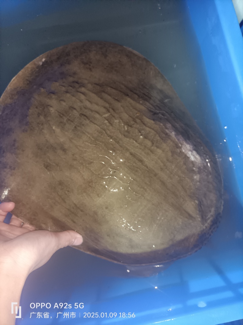 新鲜珍珠鳖大甲鱼，源头批发，货源充足！餐桌上的美食，适合