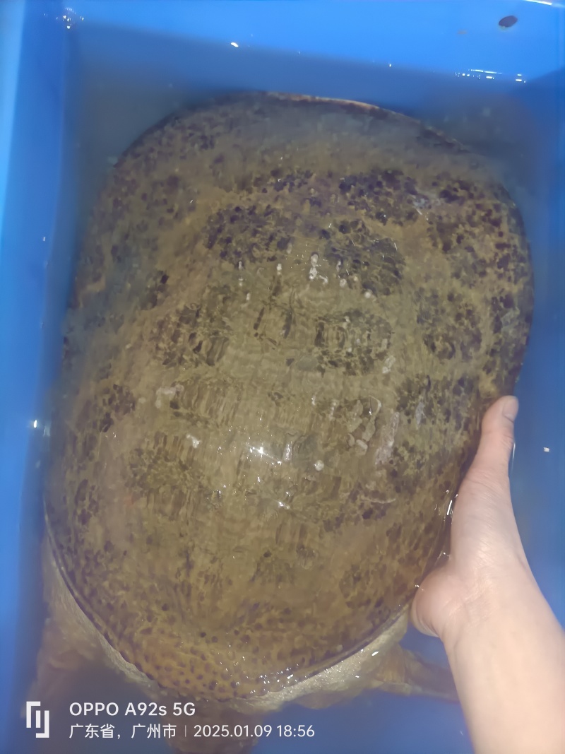 新鲜珍珠鳖大甲鱼，源头批发，货源充足！餐桌上的美食，适合