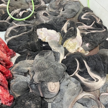 新鲜生牛肚