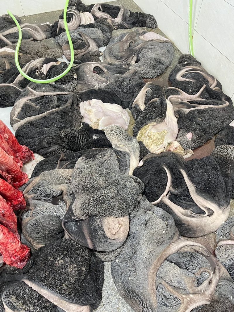 新鲜生牛肚