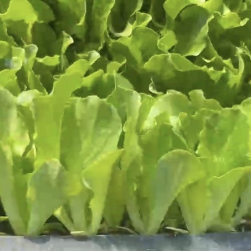 河北省邯郸市基地直发，蔬菜苗，义大利苗