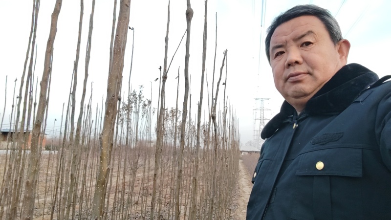 秋月梨树苗山农酥梨树苗玉露香梨树苗