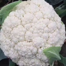 花菜