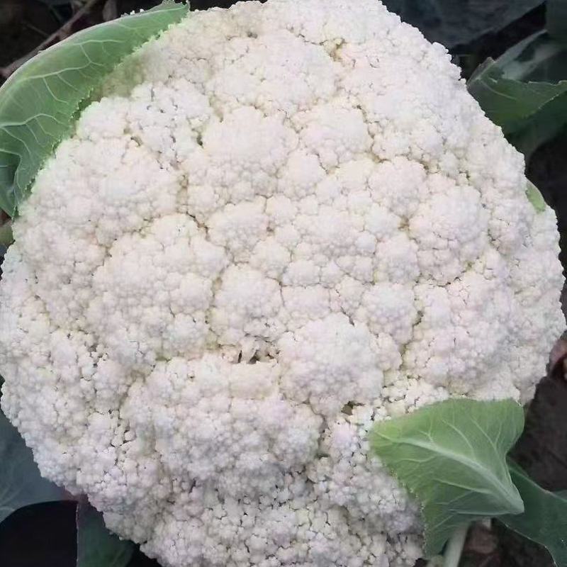 花菜