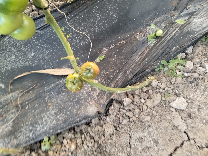 铁皮西红柿，梦幻6号