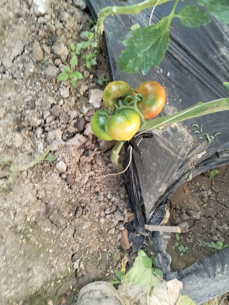 铁皮西红柿，梦幻6号