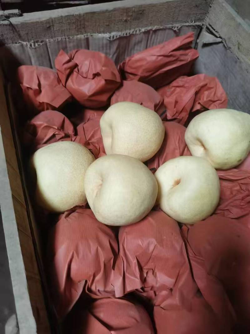 雪花梨大量有货，对接全国市场电商平台，欢迎新老客户前来合作