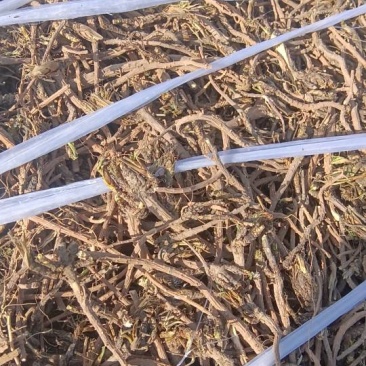 庆阳产地直供，新鲜干柴胡，***无添加，健康好品质！